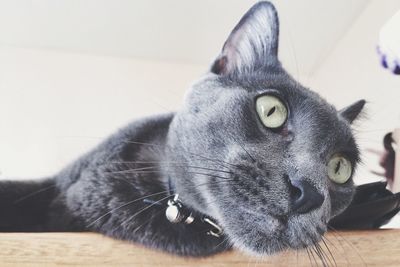 Close-up portrait of a dog