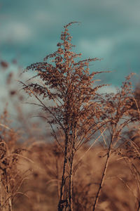 Close-up of stalks in field against sky