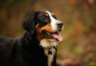 Close-up of dog looking away while standing on field