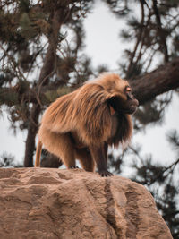 Close-up of monkey on a rock