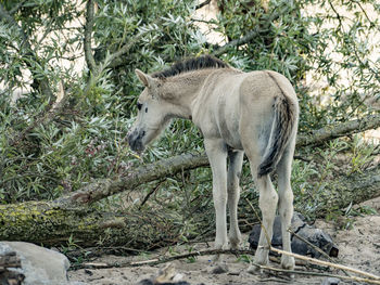 Horse standing by tree