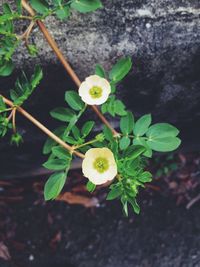Close-up of white flowers