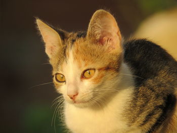 Close-up portrait of a cat