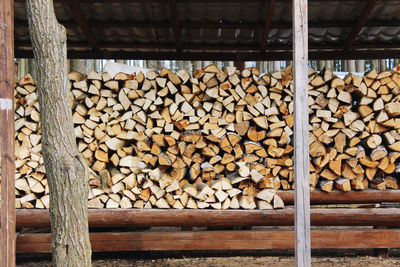 Stack of logs in forest