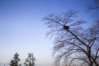 Low angle view of bare tree against clear blue sky