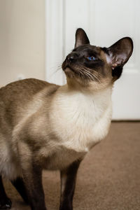 Close-up of birman cat looking up at home