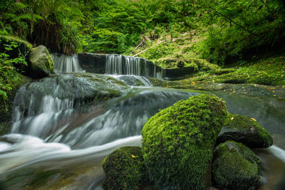Scenic view of waterfall in forest