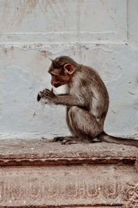 Lion sitting on wall