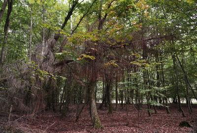 View of trees in forest