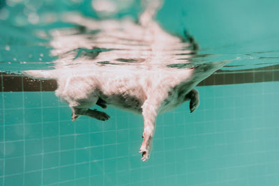 View of an animal swimming in pool