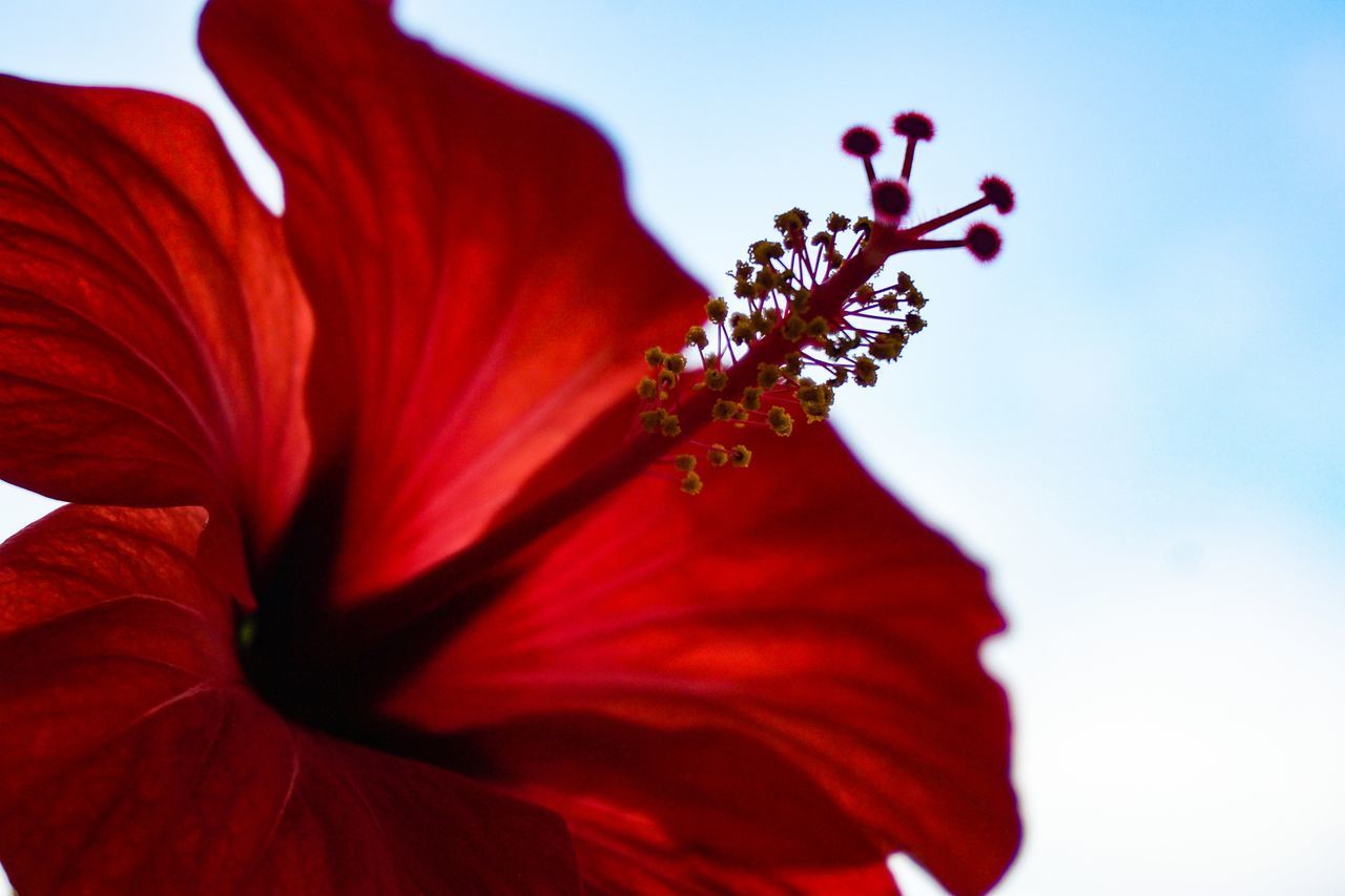 CLOSE-UP OF RED HIBISCUS FLOWER AGAINST BLURRED BACKGROUND