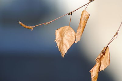 Close-up of hanging tree