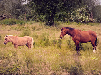 Horses on field