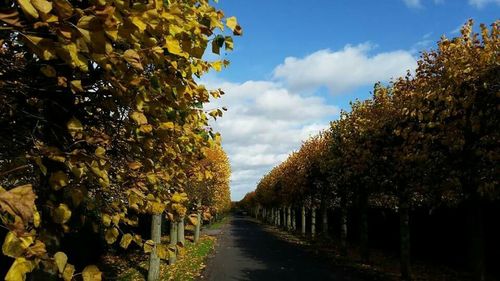 Road passing through trees