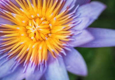 Close-up of purple flower