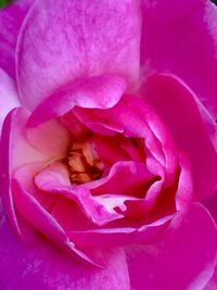 Close-up of pink rose