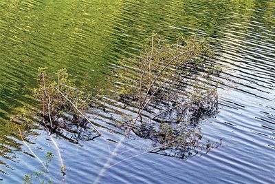 Scenic view of lake