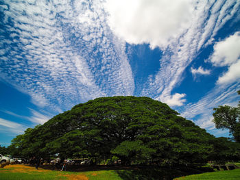 Low angle view of trees on land against sky