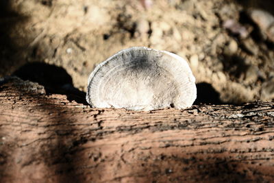 Close-up of log in forest