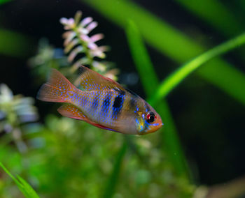 Close-up of fish swimming in planted aquarium tank