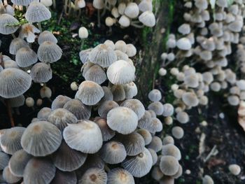 Close-up of mushrooms