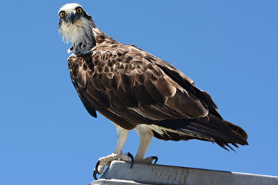 Low angle view of birds perched against blue sky