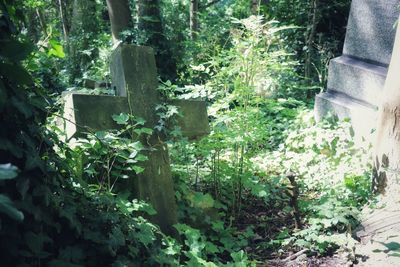 Plants and trees in forest