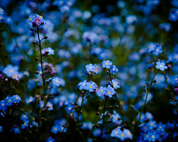 Close-up of blue flowers blooming outdoors