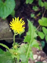 Close-up of yellow flower blooming outdoors