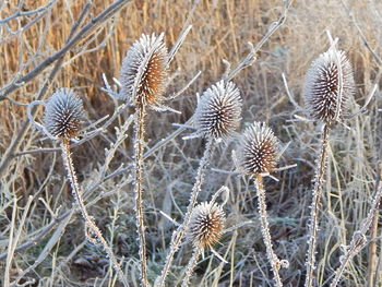 Close-up of thistle in desert