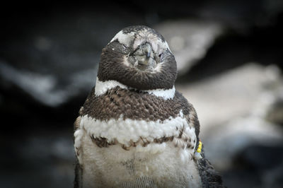 Close-up of owl