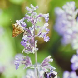 Close-up of butterfly on purple flowering plant