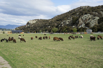 Flocks of sheep in dairy farm.