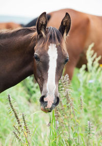 Close-up portrait of horse on field