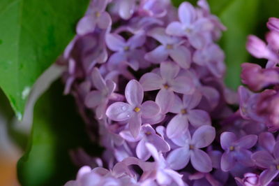 Close-up of purple flowering plants