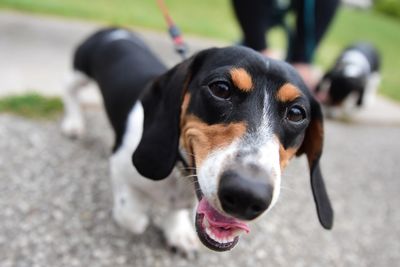 Close-up portrait of dog