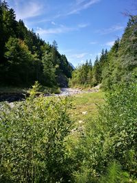 Scenic view of forest against sky