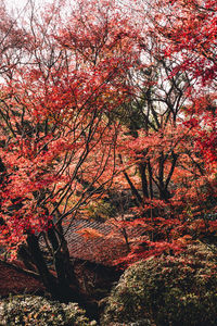 Low angle view of cherry trees in forest during autumn