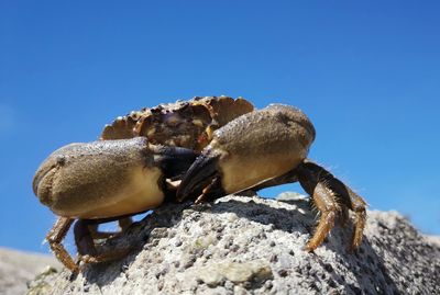 Close-up of crab on rock against clear sky