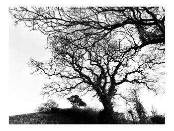 Low angle view of bare tree against clear sky