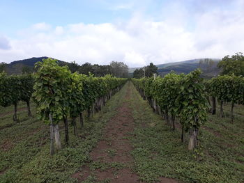 Scenic view of vineyard against sky