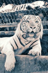 Cat resting in a zoo