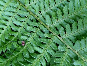 Full frame shot of green leaves