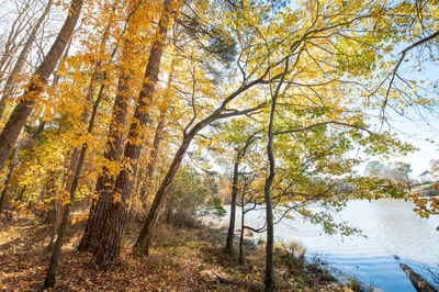 Trees in forest during autumn