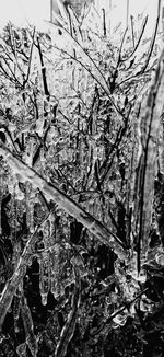 Close-up of frozen plants during winter