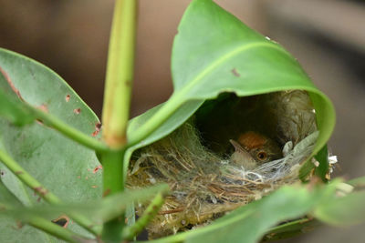Close-up of small bird in nest
