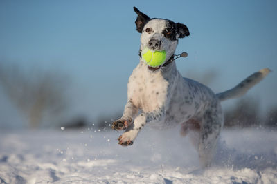 Close-up of dog with ball running on snow covered field