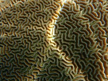 Close-up view of coral