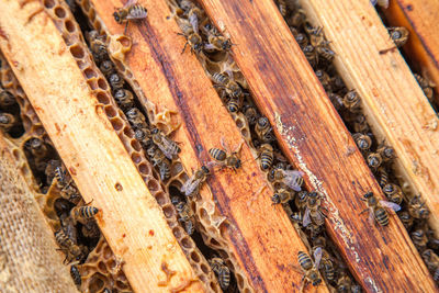 Close-up of bee on wood