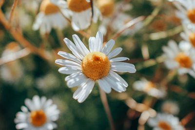 Close-up of white daisy